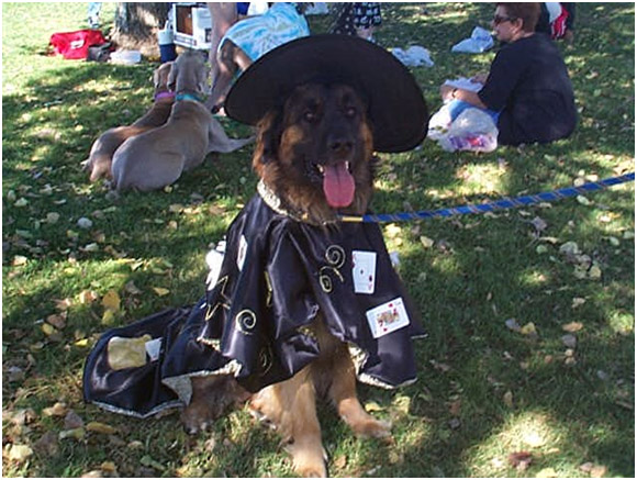Real Life Leonberger dog Inca